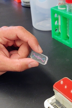 hand holding the the bone-marrow-on-chip device.